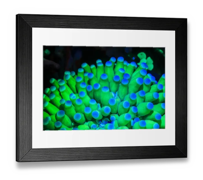 Framed Print : Fluorescing Underwater Macro images Framed Print : Fluorescing Underwater Macro images