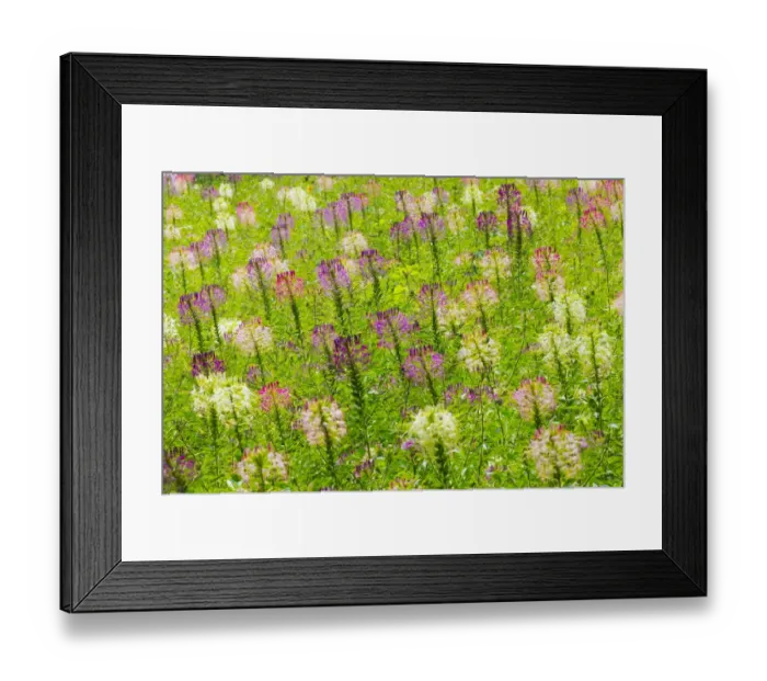 Framed Print : Flowers in the flower farm, Furano, Hokkaido Prefecture, Japan