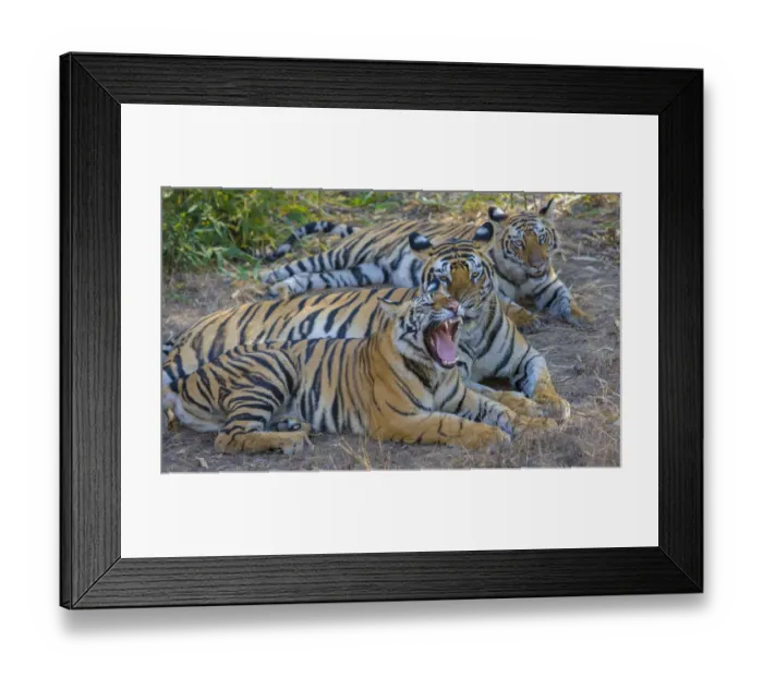 Framed Print : Bengal tigers, Bandhavgarh National Park, India