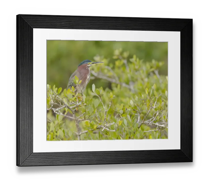 Framed Print : Green-backed heron among red mangroves, Butorides virescens, Merritt Island NWR, Florida Framed Print : Green-backed heron among red mangroves, Butorides virescens, Merritt Island NWR, Florida