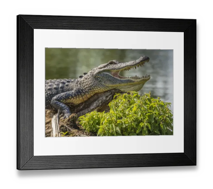 Framed Print : USA, Louisiana, Atchafalaya National Heritage Area. Alligator sunning on log. Credit as