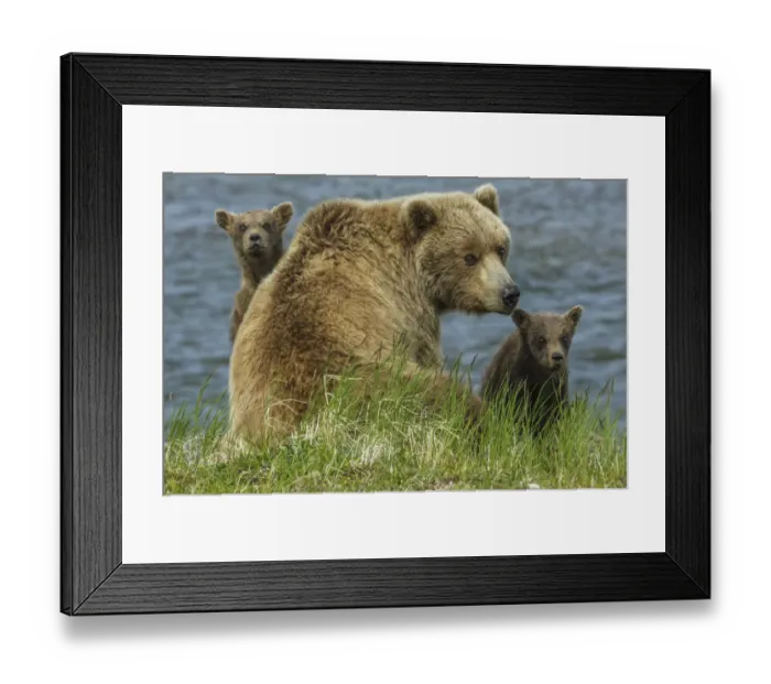 Framed Print : Brown bear sow and cubs, Katmai National Park, Alaska, USA