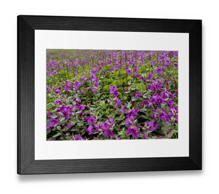 Framed Print : USA, Alaska, Upper Willow Creek. River beauty flower scenic Framed Print : USA, Alaska, Upper Willow Creek. River beauty flower scenic