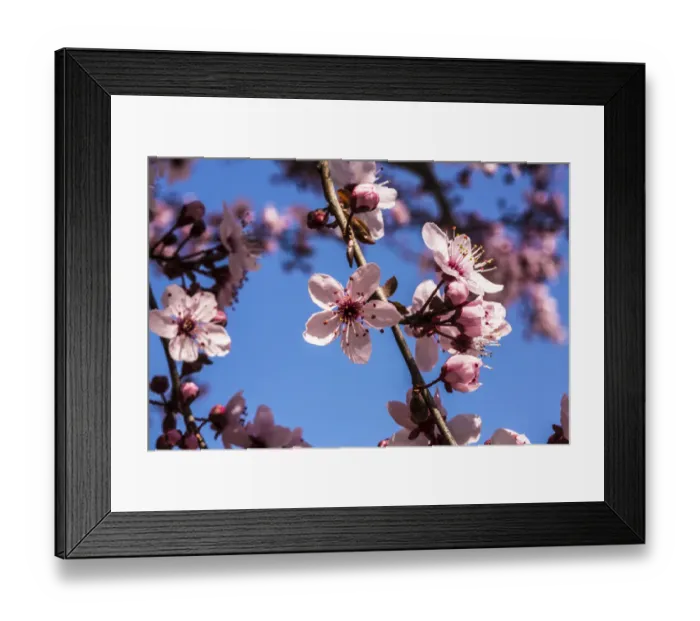 Framed Print : Washington, DC. Pink Cherry Blossoms on branches Framed Print : Washington, DC. Pink Cherry Blossoms on branches