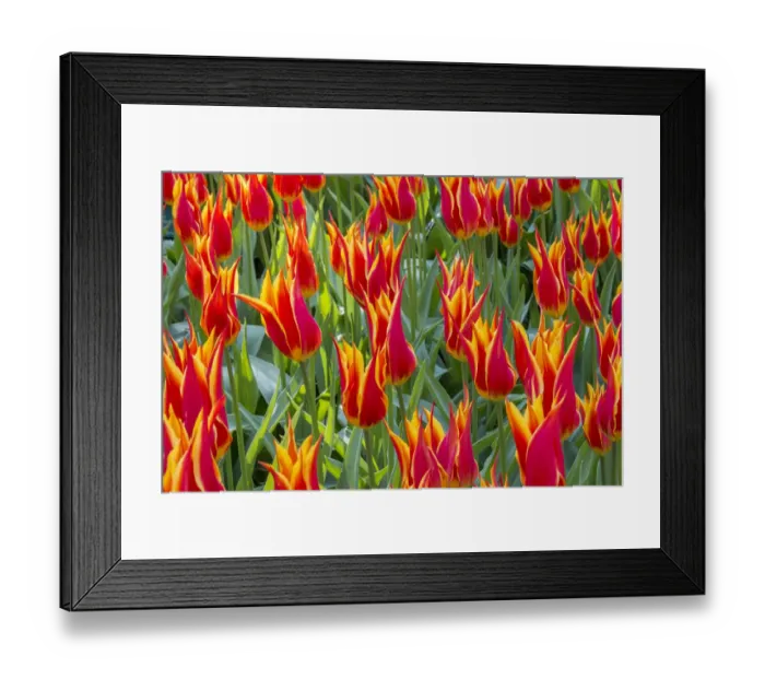 Framed Print : Keukenhof gardens. Netherlands