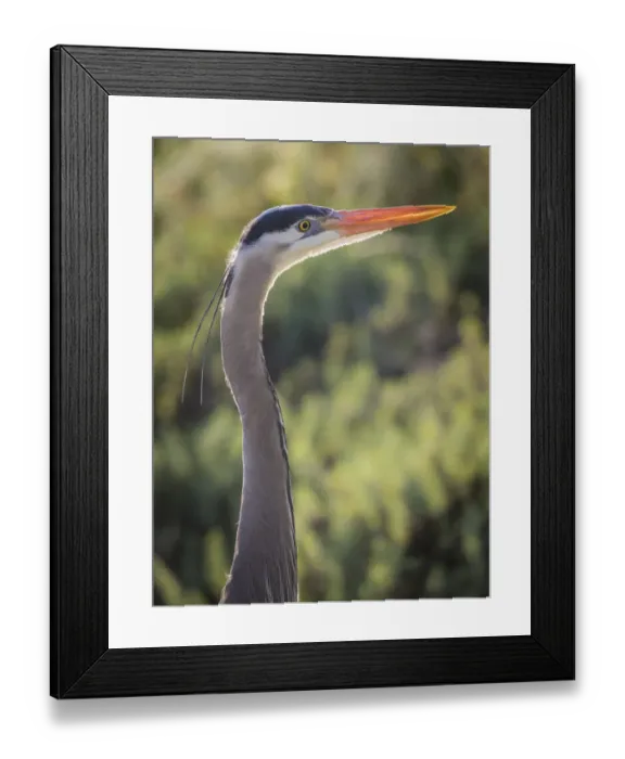 Framed Print : USA, California, Morro Bay State Park. Great blue heron close-up Framed Print : USA, California, Morro Bay State Park. Great blue heron close-up