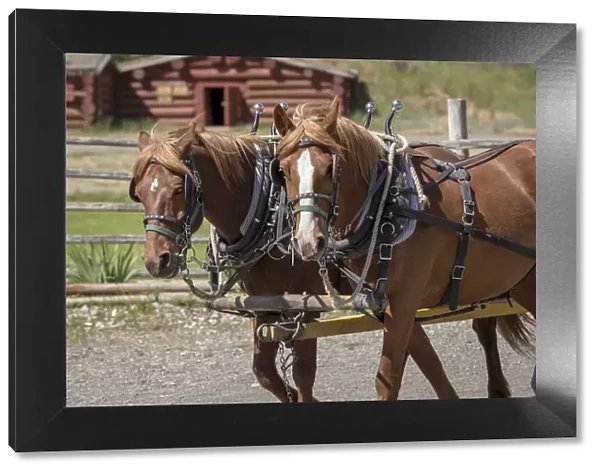 Canada, British Columbia, Cache Creek. Horses pulling stagecoach