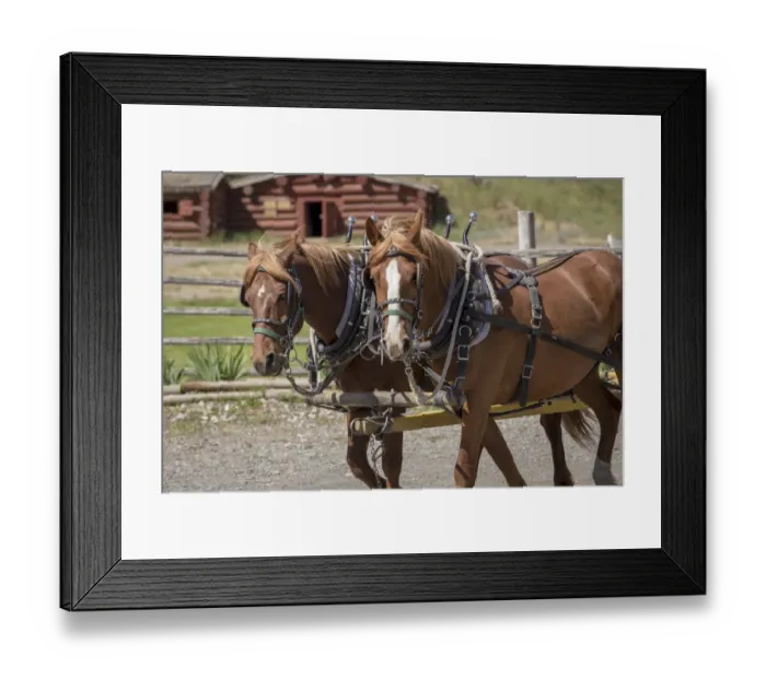 Framed Print : Canada, British Columbia, Cache Creek. Horses pulling stagecoach Framed Print : Canada, British Columbia, Cache Creek. Horses pulling stagecoach