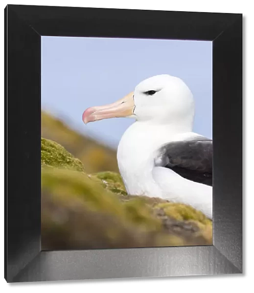 Black-browed Albatross ( Thalassarche melanophris ) or Mollymawk. South America