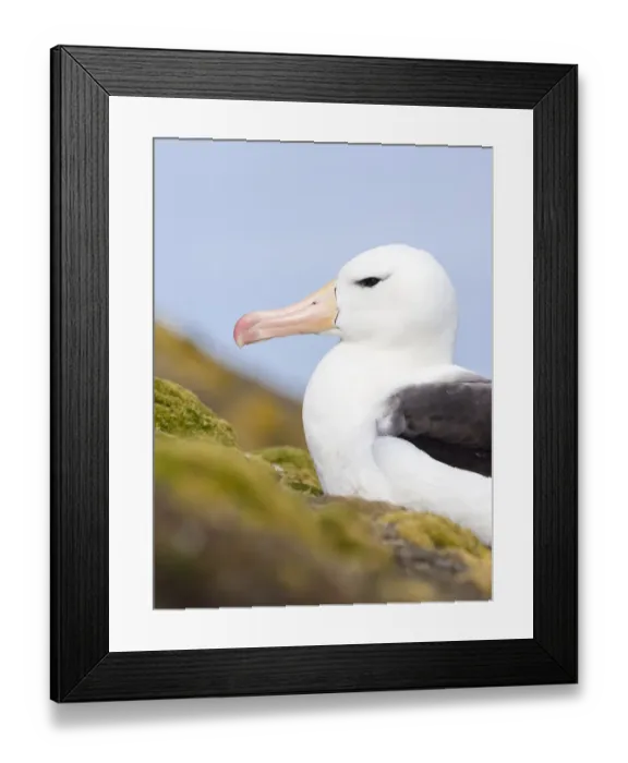 Framed Print : Black-browed Albatross ( Thalassarche melanophris ) or Mollymawk. South America Framed Print : Black-browed Albatross ( Thalassarche melanophris ) or Mollymawk. South America