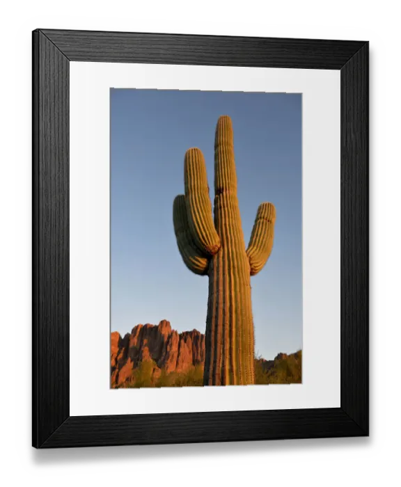Framed Print : USA, Arizona, Lost Dutchman State Park, Saguaro Cactus (Carnegiea gigantean) in front