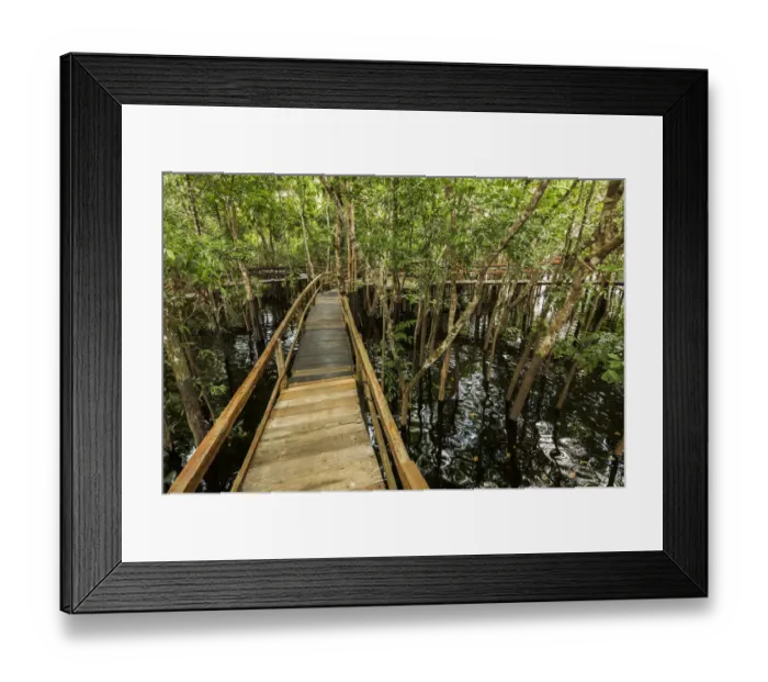 Framed Print : A wooden walkway at a jungle lodge above the Amazon River, Manaus, Brazil Framed Print : A wooden walkway at a jungle lodge above the Amazon River, Manaus, Brazil