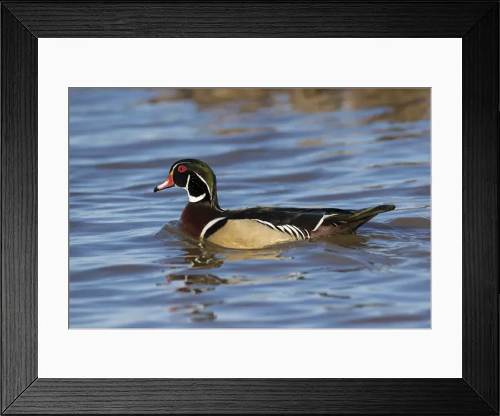 Framed Print : 00715-09006 Wood Duck (Aix sponsa) male in wetland, Marion Co. IL Framed Print : 00715-09006 Wood Duck (Aix sponsa) male in wetland, Marion Co. IL