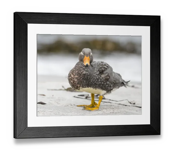 Framed Print : Falkland flightless steamer duck (Tachyeres brachypterus), a flightless duck endemic Framed Print : Falkland flightless steamer duck (Tachyeres brachypterus), a flightless duck endemic