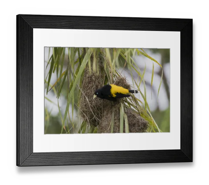 Framed Print : South America, Brazil, The Pantanal, yellow-rumped cacique, Cacicus cela
