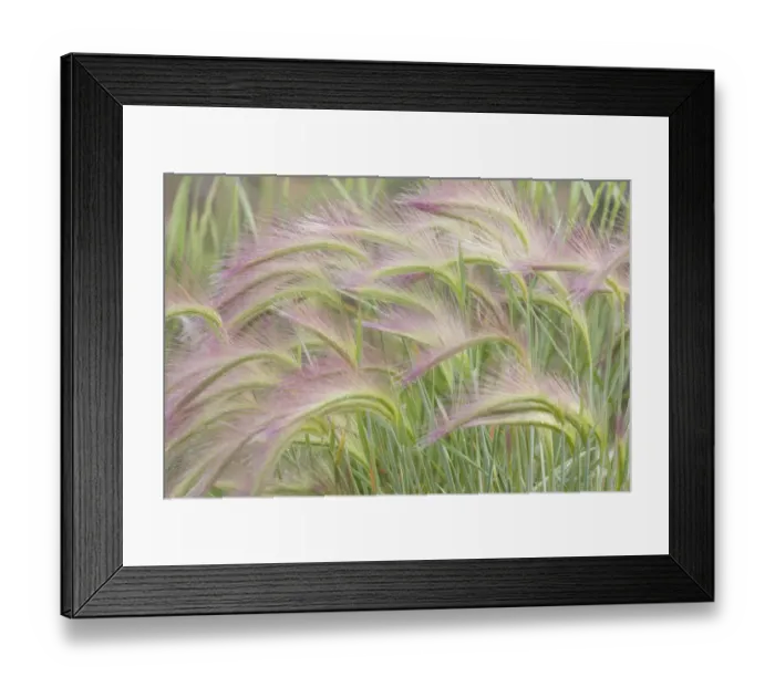 Framed Print : Canada, Yukon. Foxtail grass close-up. Credit as: Don Paulson / Jaynes Gallery / DanitaDelimont Framed Print : Canada, Yukon. Foxtail grass close-up. Credit as: Don Paulson / Jaynes Gallery / DanitaDelimont