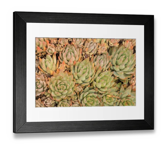 Framed Print : Red Aloe Succulent Plants, Old Town, San Diego, CA Framed Print : Red Aloe Succulent Plants, Old Town, San Diego, CA