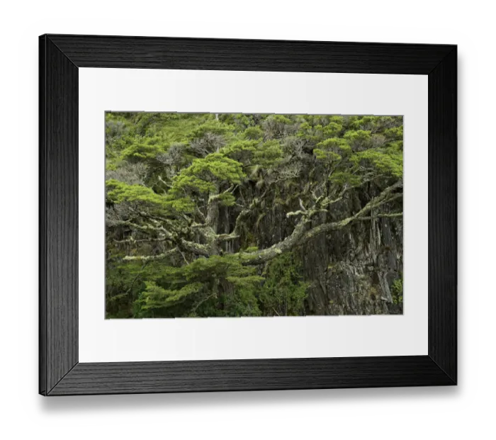 Framed Print : Twisted tree along Grey Lake, Torres del Paine National Park, Chile, South America Framed Print : Twisted tree along Grey Lake, Torres del Paine National Park, Chile, South America