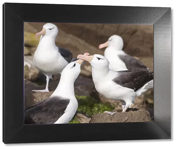 Black-browed Albatross ( Thalassarche melanophris ) or Mollymawk, pair caressing