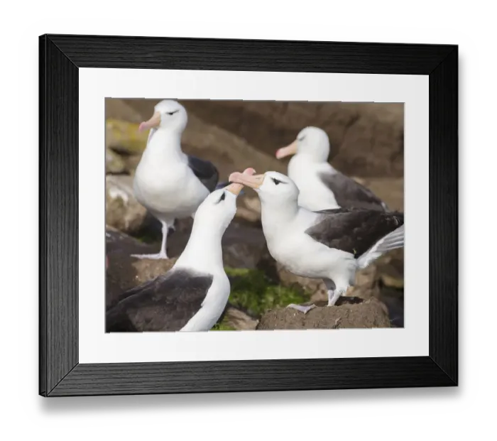 Framed Print : Black-browed Albatross ( Thalassarche melanophris ) or Mollymawk, pair caressing Framed Print : Black-browed Albatross ( Thalassarche melanophris ) or Mollymawk, pair caressing