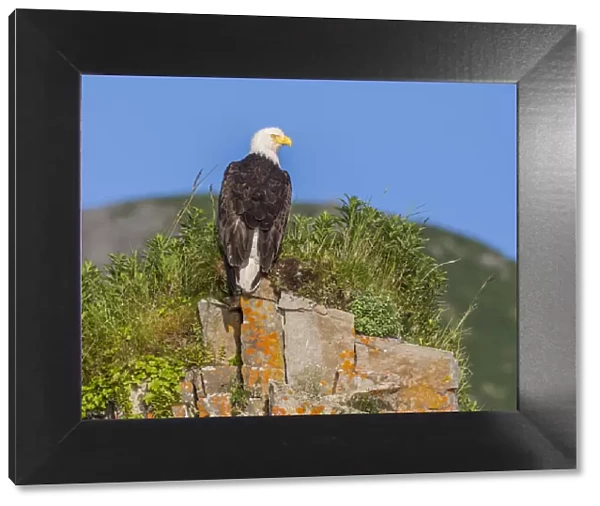 North America, USA, Alaska, Katmai National Park, Kukak Bay. Bald Eagle, Haliaeetus leucocephalus
