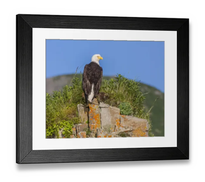 Framed Print : North America, USA, Alaska, Katmai National Park, Kukak Bay. Bald Eagle, Haliaeetus leucocephalus Framed Print : North America, USA, Alaska, Katmai National Park, Kukak Bay. Bald Eagle, Haliaeetus leucocephalus