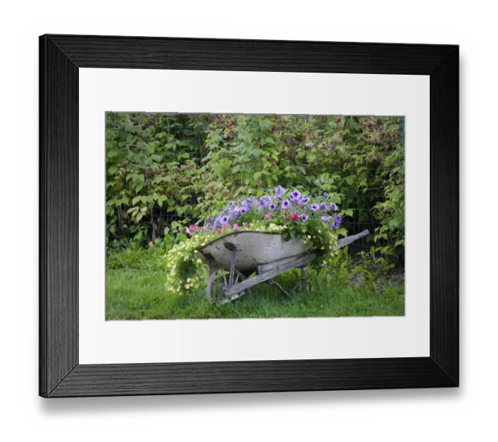 Framed Print : USA, Alaska, Chena Hot Springs. Old wheelbarrow filled with flowers Framed Print : USA, Alaska, Chena Hot Springs. Old wheelbarrow filled with flowers