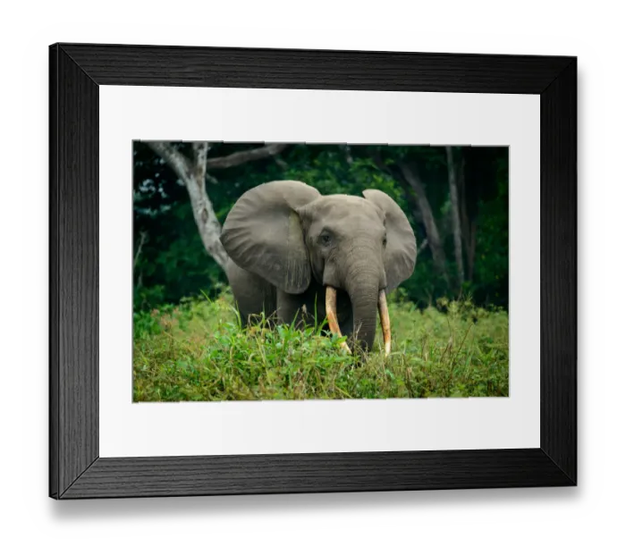 Framed Print : African forest elephant (Loxodonta cyclotis). Odzala-Kokoua National Park. Cuvette-Ouest Region