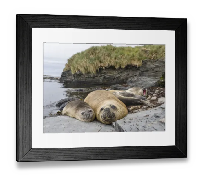Framed Print : Southern elephant seal (Mirounga leonina), male, after breeding period on the Falkland Islands Framed Print : Southern elephant seal (Mirounga leonina), male, after breeding period on the Falkland Islands