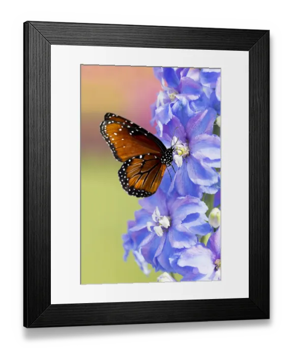 Framed Print : USA, Florida, Celebration, Florida Viceroy Butterfly Framed Print : USA, Florida, Celebration, Florida Viceroy Butterfly