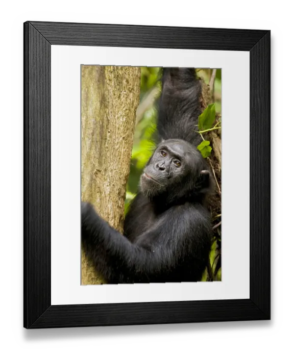 Framed Print : Africa, Uganda, Kibale National Park, Ngogo Chimpanzee Project