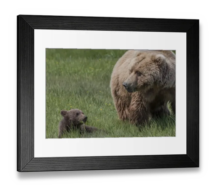 Framed Print : North America, USA, Alaska, Katmai National Park, Hallo Bay. Coastal Brown Bear, Grizzly