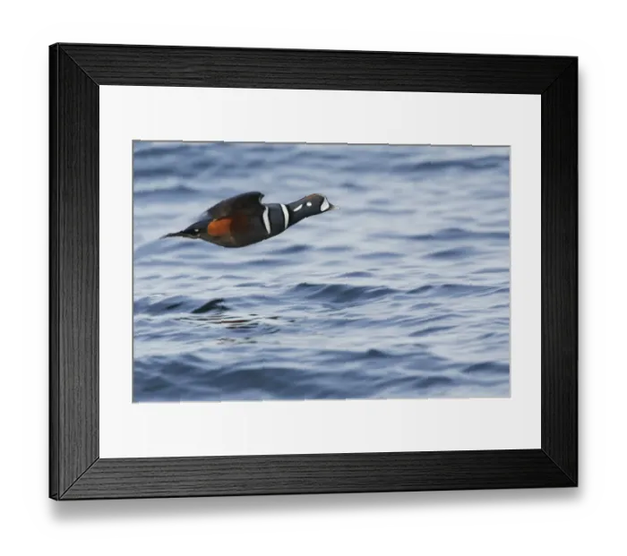 Framed Print : Harlequin Drake Framed Print : Harlequin Drake