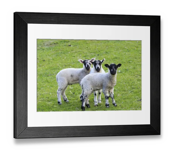Framed Print : England, West Yorkshire. Landscape, hills, valleys, fields, pastures, grazing lands