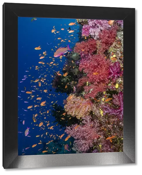 Fiji. Reefscape with coral and anthias. Credit as: Jones & Shimlock  /  Jaynes Gallery