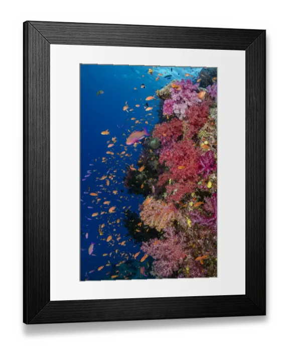 Framed Print : Fiji. Reefscape with coral and anthias. Credit as: Jones & Shimlock  /  Jaynes Gallery