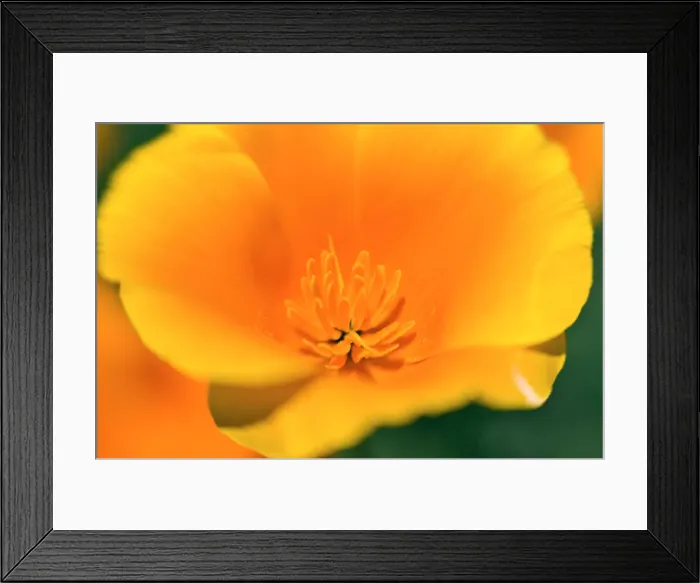 Framed Print : California Poppy detail (Eschscholzia californica), Antelope Valley, California USA Framed Print : California Poppy detail (Eschscholzia californica), Antelope Valley, California USA