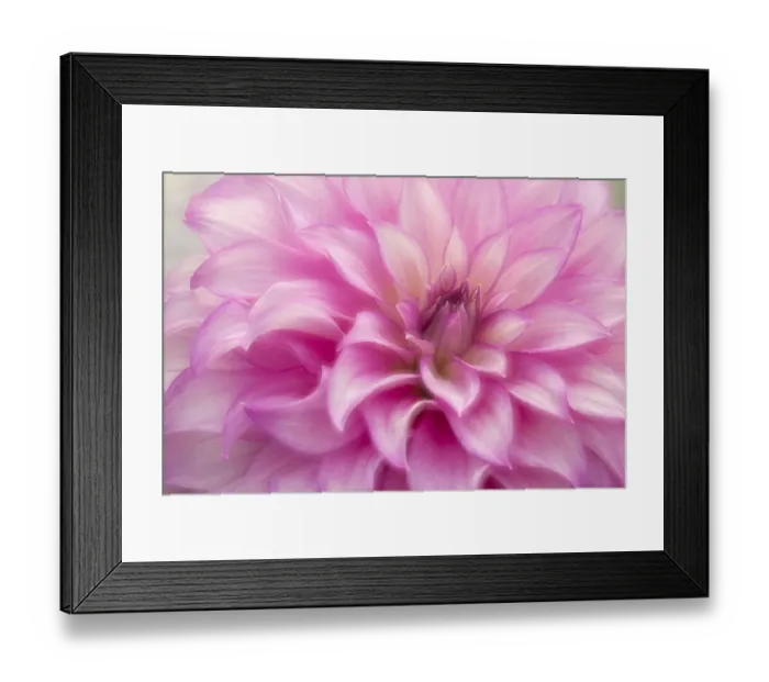 Framed Print : USA, Colorado, Longmont. Double exposure of dahlia flower Framed Print : USA, Colorado, Longmont. Double exposure of dahlia flower