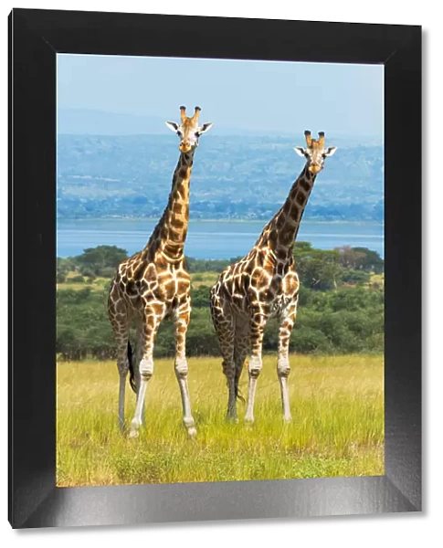 Giraffes on the savanna, Murchison Falls National park, Uganda