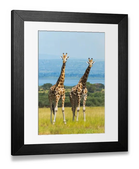 Framed Print : Giraffes on the savanna, Murchison Falls National park, Uganda Framed Print : Giraffes on the savanna, Murchison Falls National park, Uganda