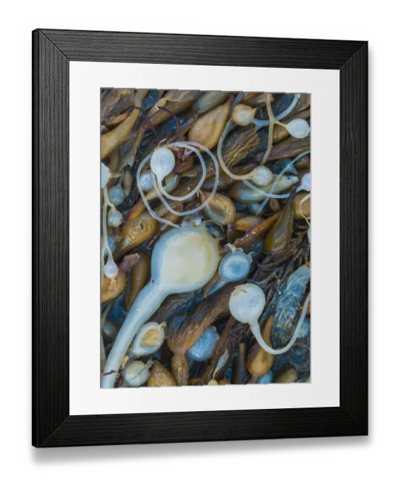 Framed Print : Seaweeds on the beach, Point Lobos State Reserve, California, USA Framed Print : Seaweeds on the beach, Point Lobos State Reserve, California, USA
