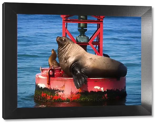 Steller sea lion (Eumetopias jubatus) on harbor buoy, Ventura, California USA