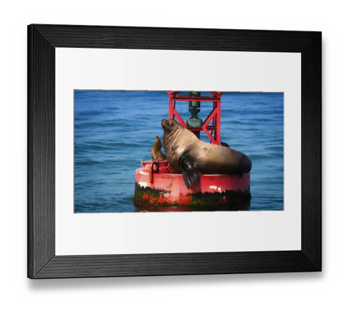 Framed Print : Steller sea lion (Eumetopias jubatus) on harbor buoy, Ventura, California USA Framed Print : Steller sea lion (Eumetopias jubatus) on harbor buoy, Ventura, California USA