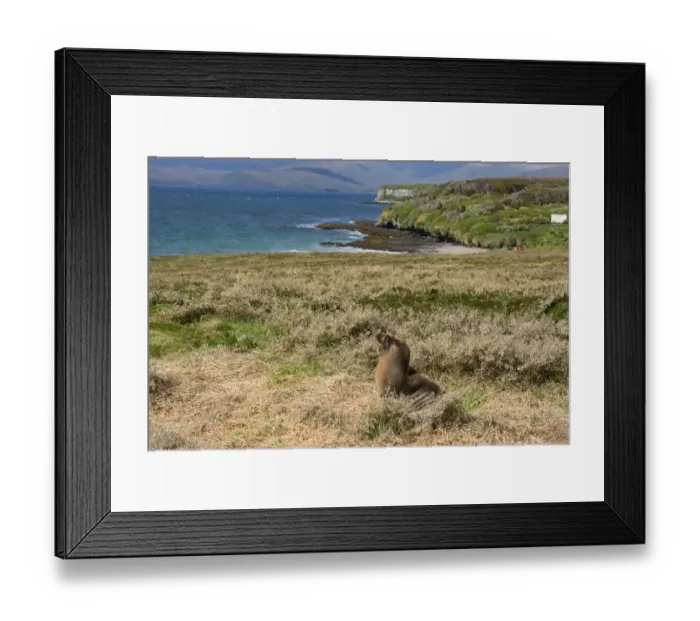 Framed Print : New Zealand, Auckland Islands, South Pacific Ocean, Enderby Island, Sandy Bay