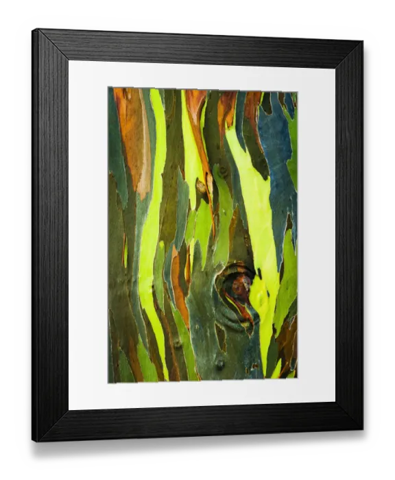 Framed Print : Rainbow Eucalyptus bark (Eucalyptus deglupta - Mindanao Gum), Island of Kauai, Hawaii USA Framed Print : Rainbow Eucalyptus bark (Eucalyptus deglupta - Mindanao Gum), Island of Kauai, Hawaii USA