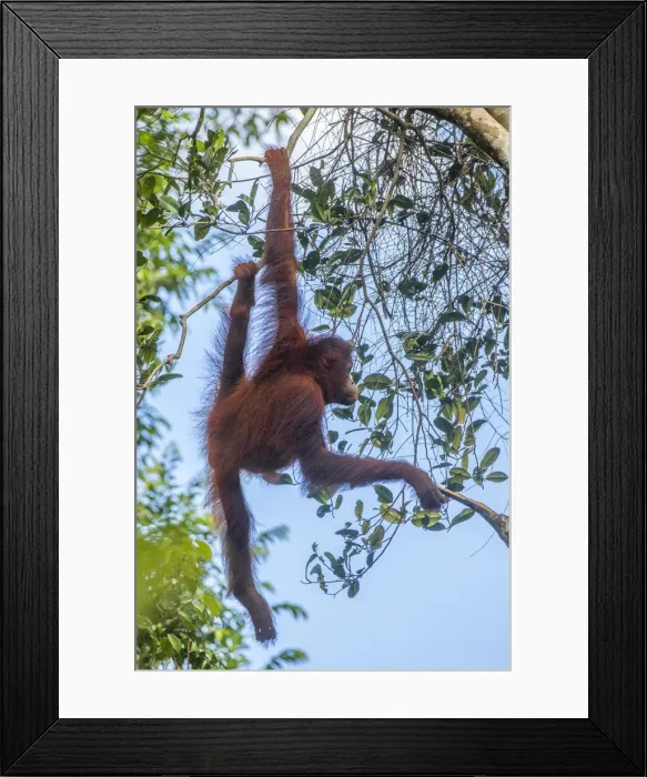Framed Print : Indonesia, Borneo, Kalimantan. Female orangutan at Tanjung Puting National Park. Credit as Framed Print : Indonesia, Borneo, Kalimantan. Female orangutan at Tanjung Puting National Park. Credit as