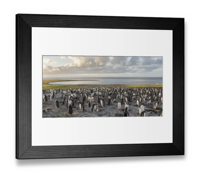 Framed Print : Gentoo Penguin (Pygoscelis papua), Falkland Islands. Colony. South America, Falkland Islands