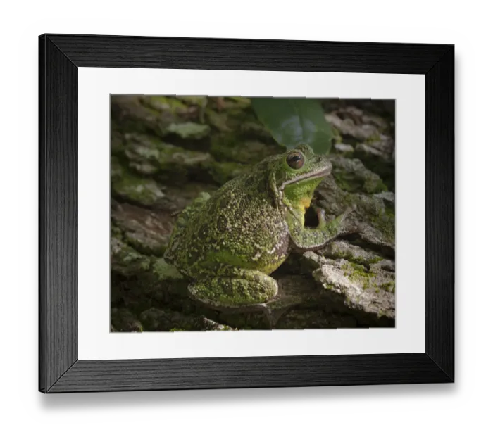 Framed Print : Barking tree frog on live oak tree, Hyla gratiosa, Florida Framed Print : Barking tree frog on live oak tree, Hyla gratiosa, Florida