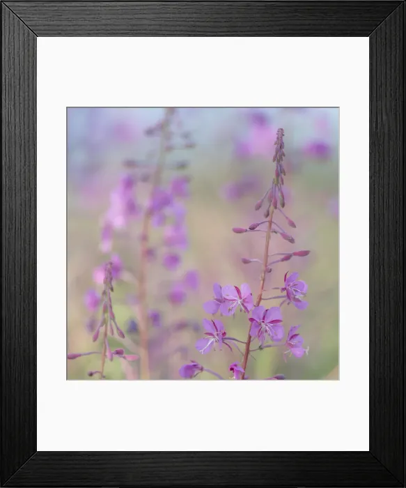 Framed Print : Canada, Yukon. Fireweed plant in bloom. Credit as: Don Paulson / Jaynes Gallery / DanitaDelimont Framed Print : Canada, Yukon. Fireweed plant in bloom. Credit as: Don Paulson / Jaynes Gallery / DanitaDelimont