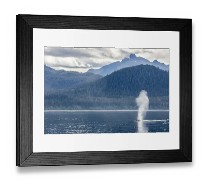 Framed Print : USA, Alaska, Tongass National Forest. Humpback whale spouts on surface. Credit as Framed Print : USA, Alaska, Tongass National Forest. Humpback whale spouts on surface. Credit as